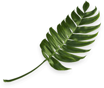 tropical-palm